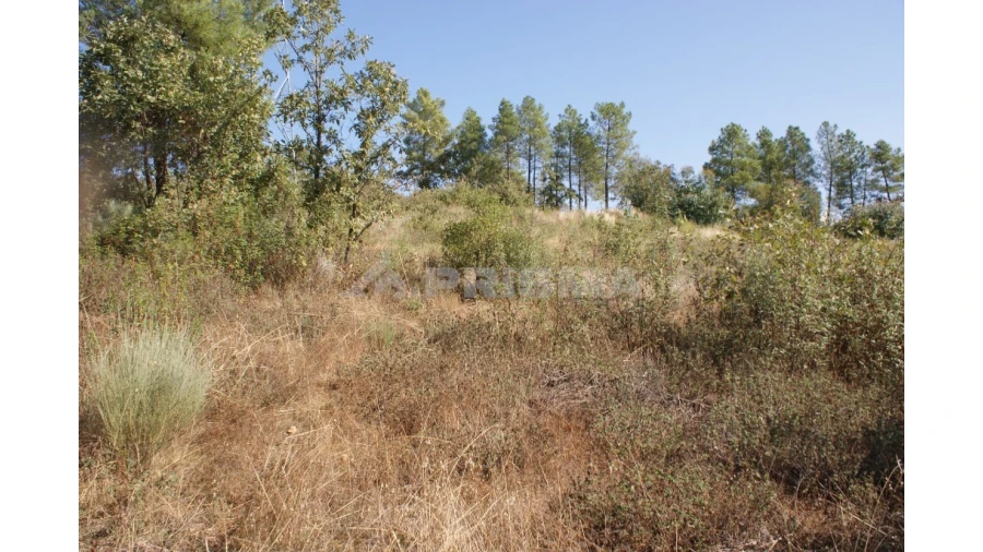 Terreno para Venda em Pero Viseu Foto 6