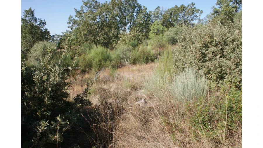 Terreno para Venda em Pero Viseu Foto 7