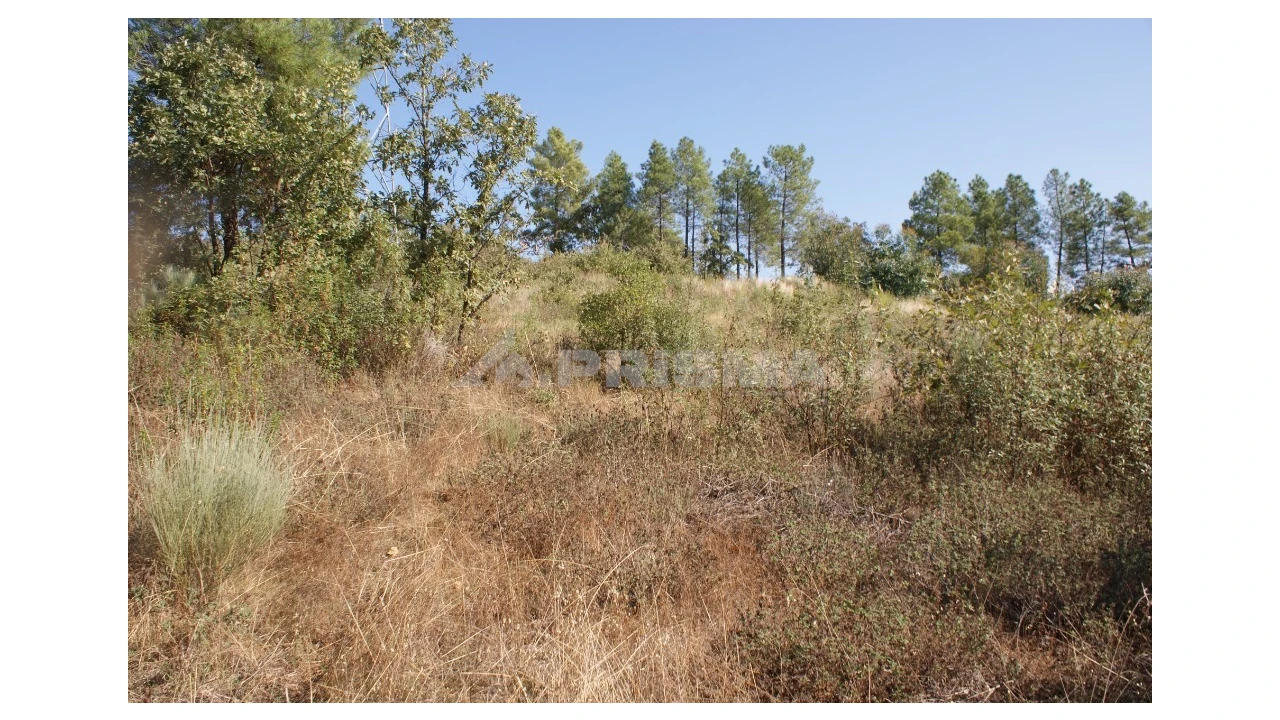 Terreno para Venda em Pero Viseu Foto 6