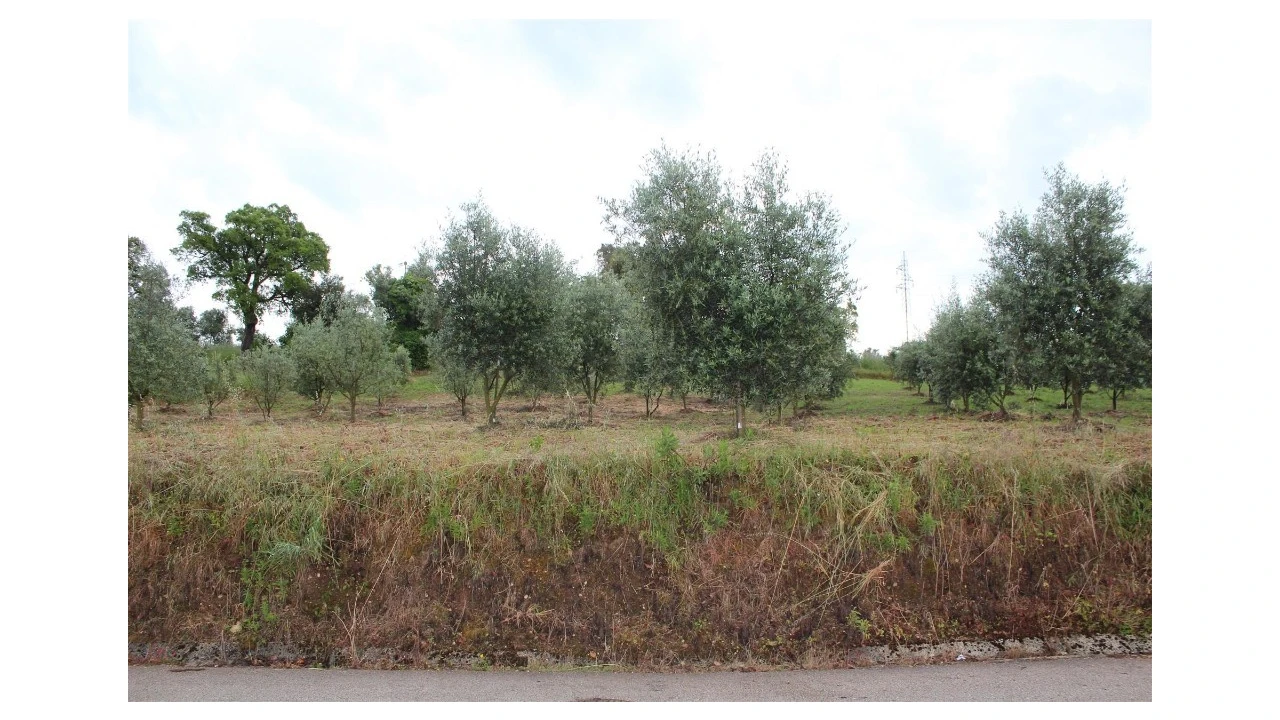 Terreno para Venda em Anobra Foto 2