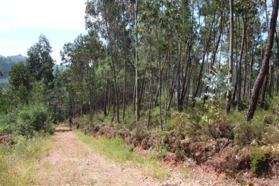 Terreno para Venda em Sé Nova, Santa Cruz, Almedina e São Bartolomeu
