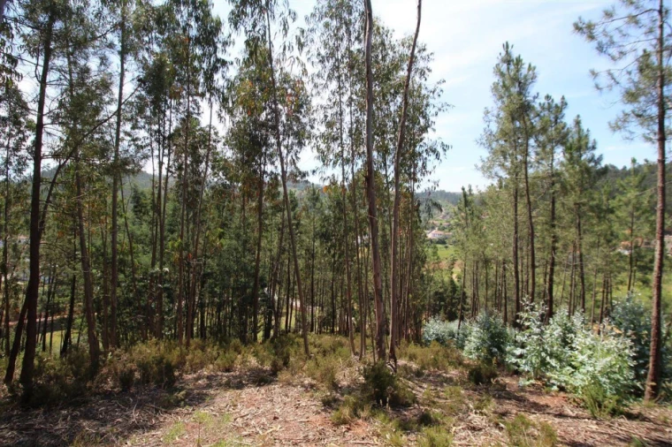 Terreno para Venda em Sé Nova, Santa Cruz, Almedina e São Bartolomeu Foto 6