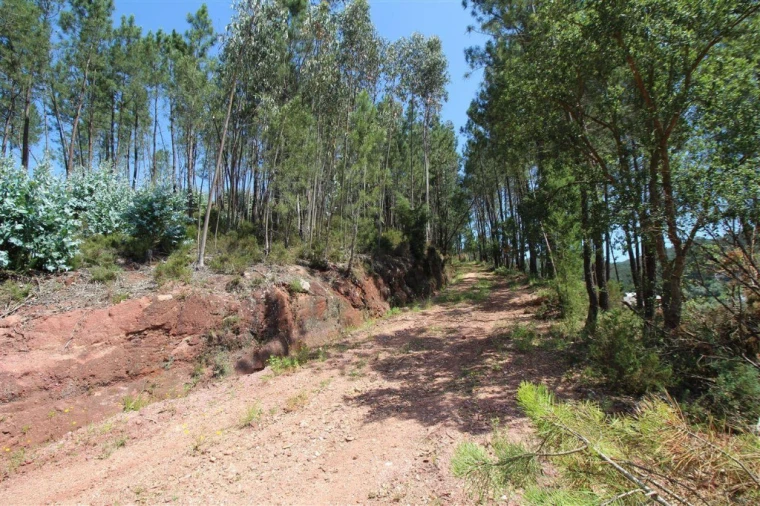 Terreno para Venda em Sé Nova, Santa Cruz, Almedina e São Bartolomeu Foto 4