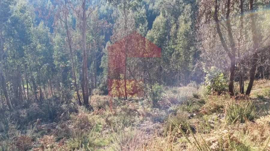 Terreno para Venda em Oriz (Santa Marinha) e Oriz (São Miguel) Foto 11