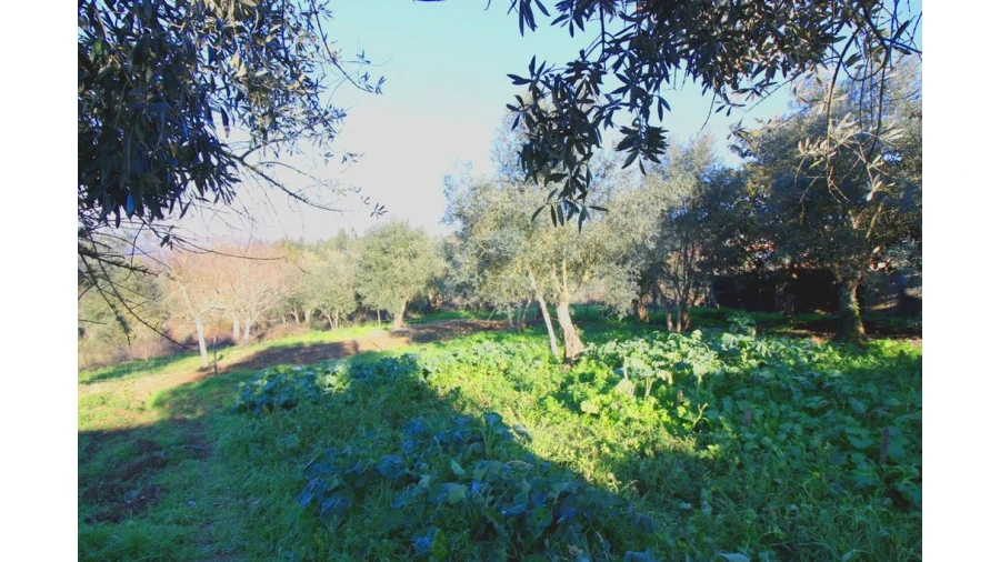 Moradia T3 para Venda em Friúmes e Paradela Foto 3