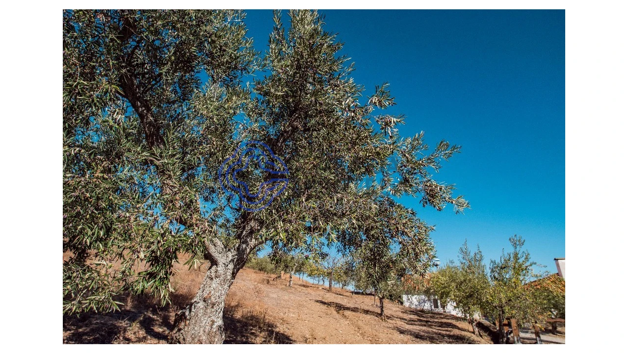 Quinta T5 para Venda em Meirinhos Foto 59