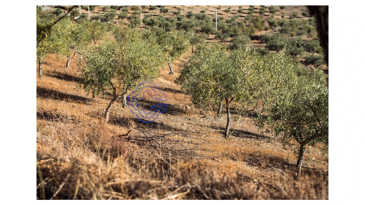 Quinta T5 para Venda em Meirinhos Foto 66