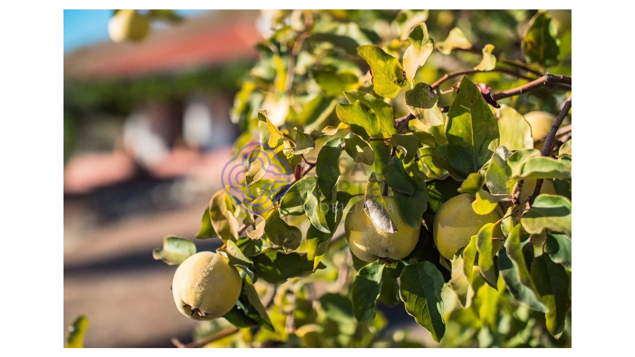 Quinta T5 para Venda em Meirinhos Foto 73