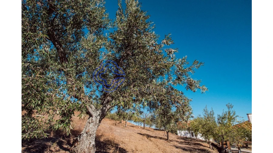 Quinta T5 para Venda em Meirinhos Foto 59