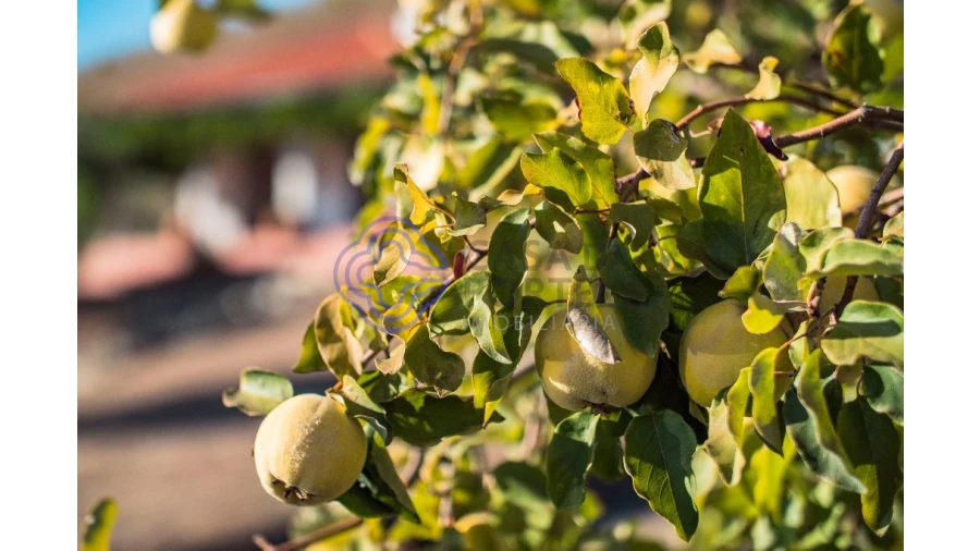 Quinta T5 para Venda em Meirinhos Foto 73