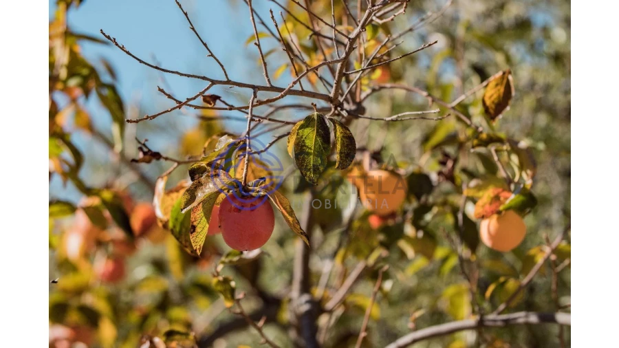 Quinta T5 para Venda em Meirinhos Foto 62