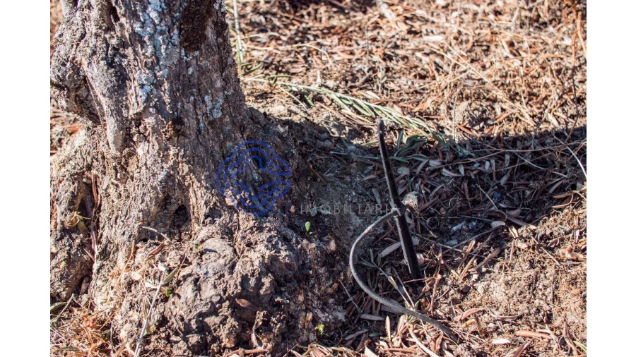 Quinta T5 para Venda em Meirinhos Foto 56