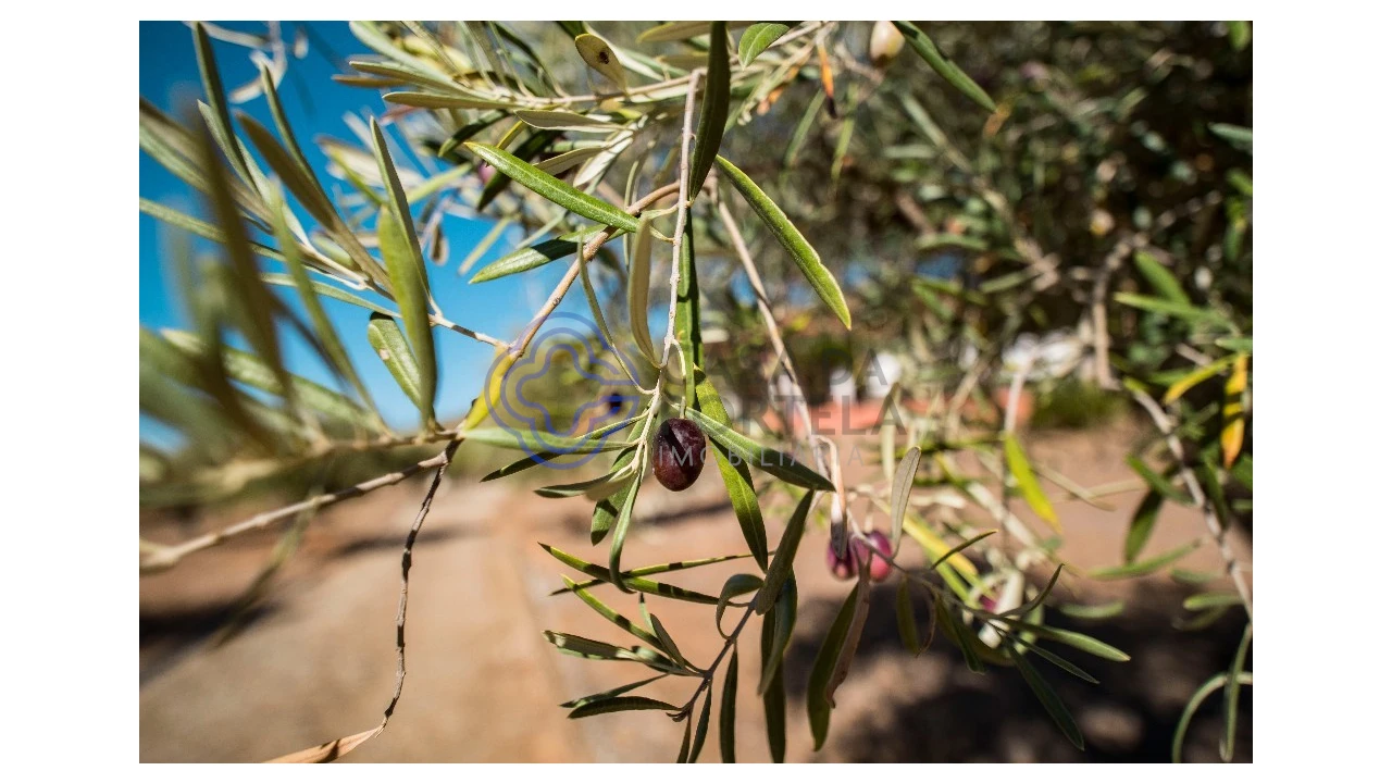 Quinta T5 para Venda em Meirinhos Foto 2