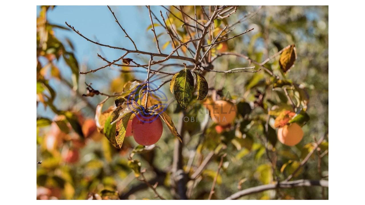 Quinta T5 para Venda em Meirinhos Foto 62