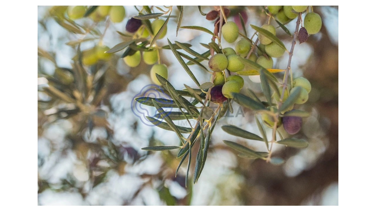 Quinta T5 para Venda em Meirinhos Foto 61