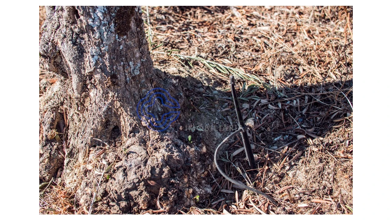 Quinta T5 para Venda em Meirinhos Foto 56