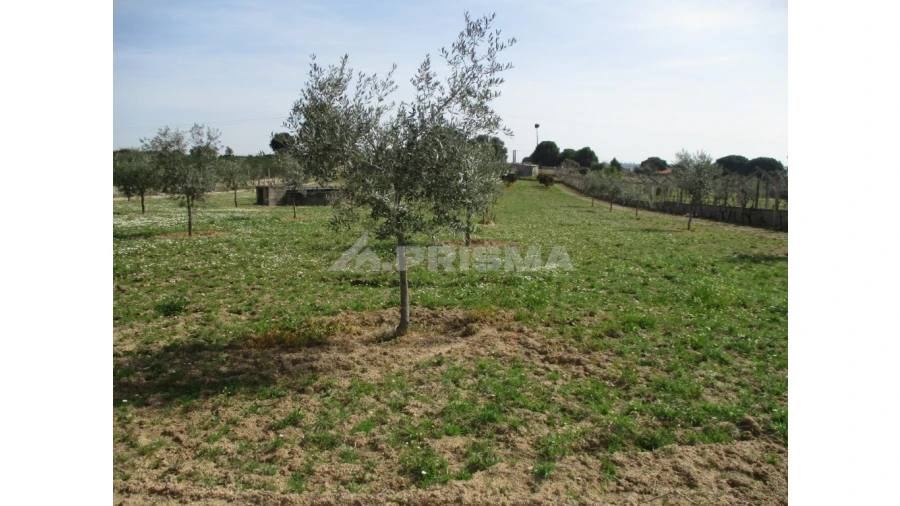 Terreno para Venda em Castelo Branco Foto 10