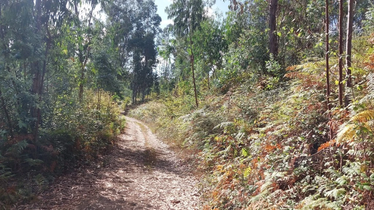 Terreno para Venda em Caldelas, Sequeiros e Paranhos Foto 13