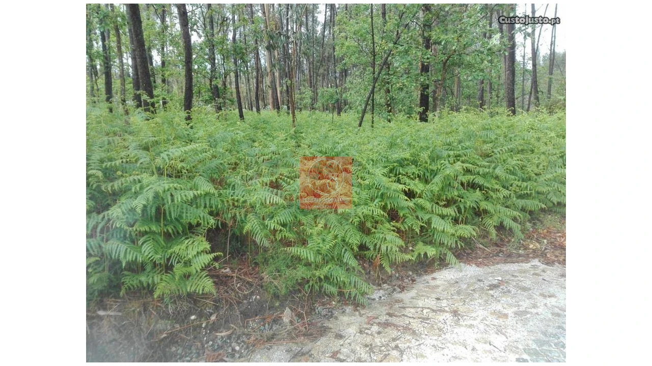 Terreno para Venda em Fragoso Foto 8