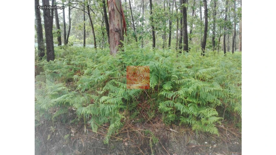 Terreno para Venda em Fragoso