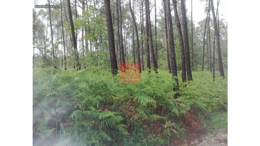 Terreno para Venda em Fragoso Foto 3