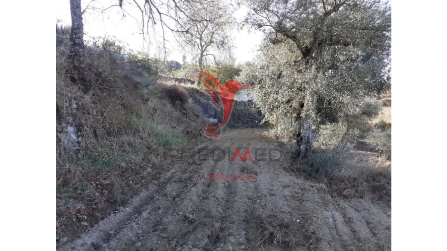 Quinta para Venda em Aldeia Nova Foto 16