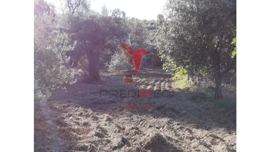 Quinta para Venda em Aldeia Nova Foto 12