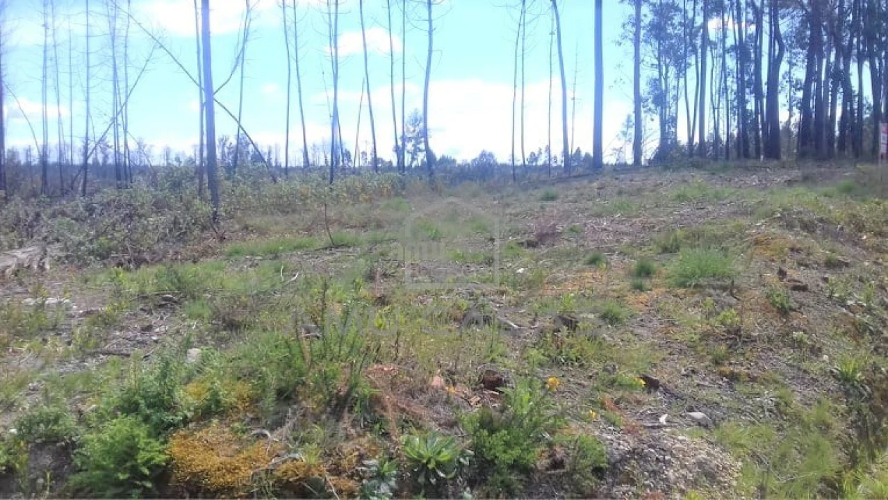 Terreno para Venda em Glória e Vera Cruz Foto 4