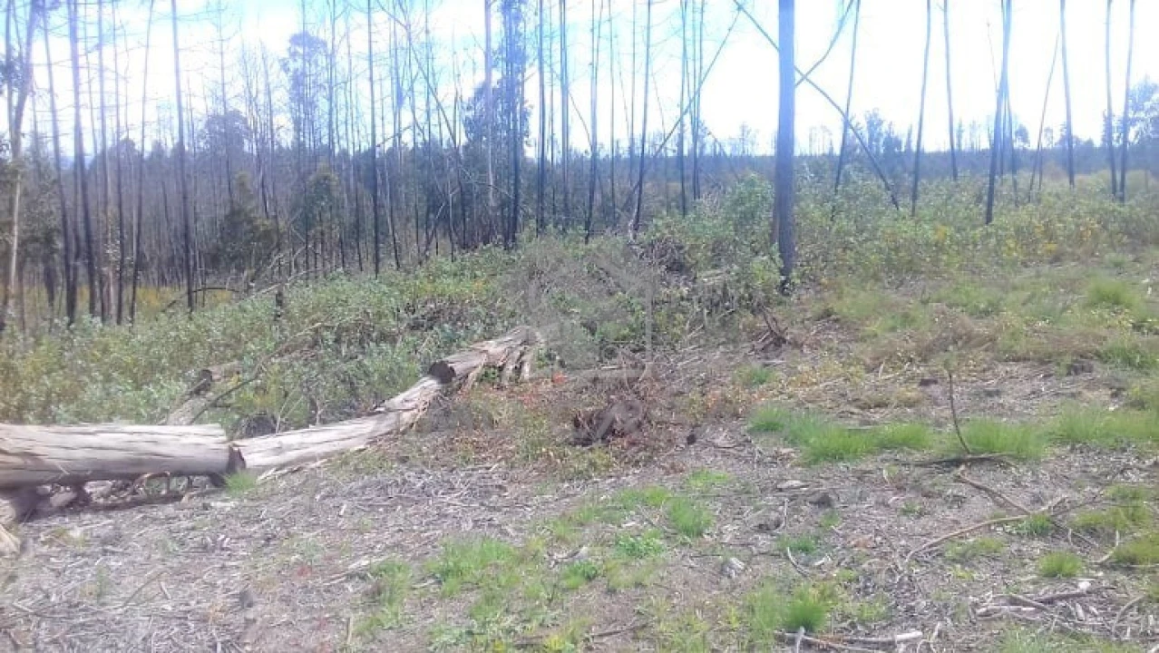 Terreno para Venda em Glória e Vera Cruz Foto 8