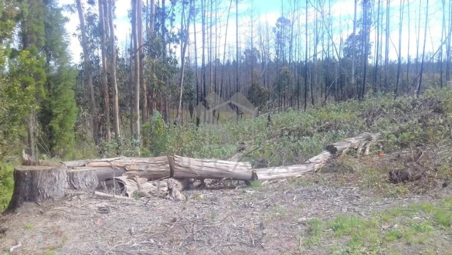 Terreno para Venda em Glória e Vera Cruz Foto 6