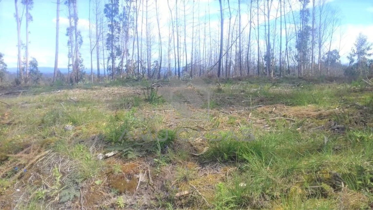 Terreno para Venda em Glória e Vera Cruz Foto 7