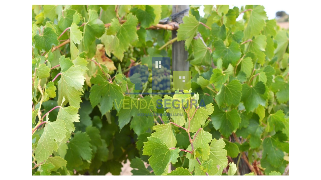 Terreno para Venda em Vila de Frades Foto 3