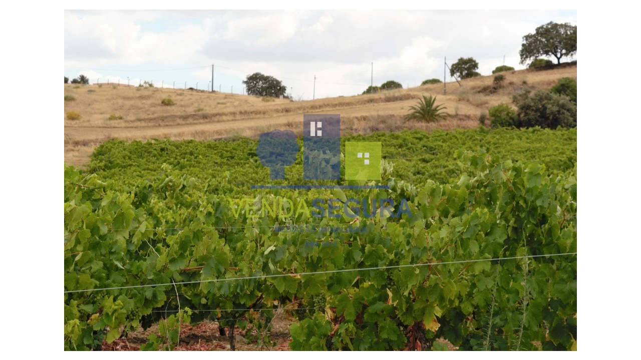 Terreno para Venda em Vila de Frades Foto 4