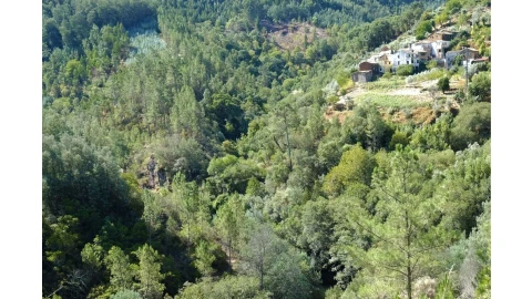 Terreno para Venda em Ceira