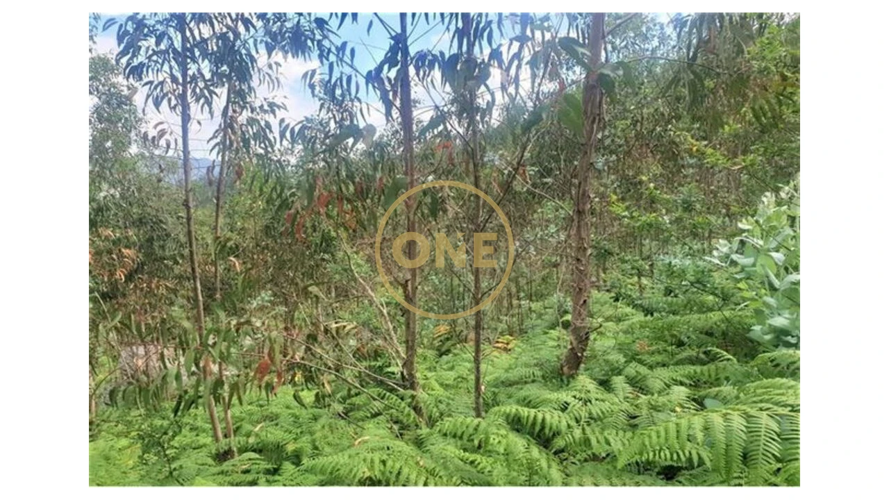 Terreno para Venda em Vale (São Martinho) Foto 4