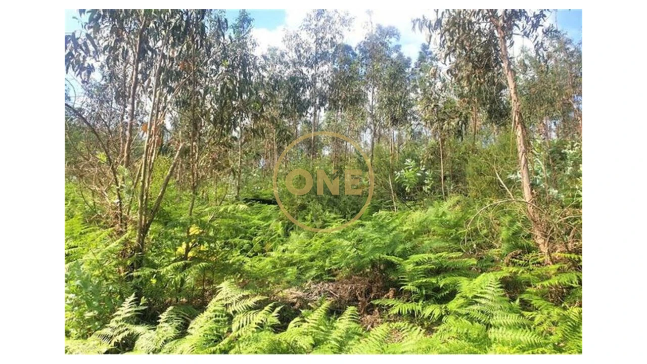 Terreno para Venda em Vale (São Martinho) Foto 5