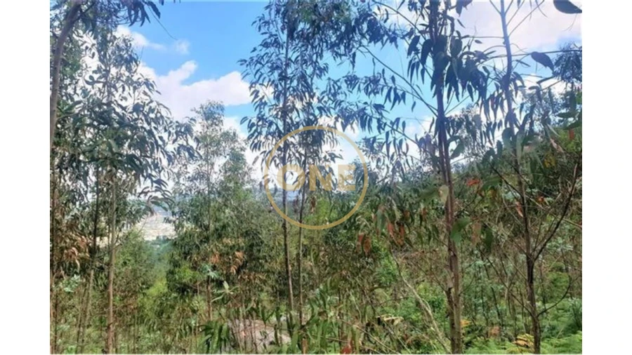 Terreno para Venda em Vale (São Martinho) Foto 2