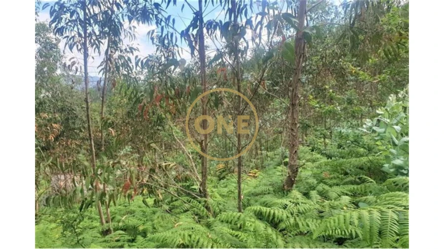 Terreno para Venda em Vale (São Martinho) Foto 4