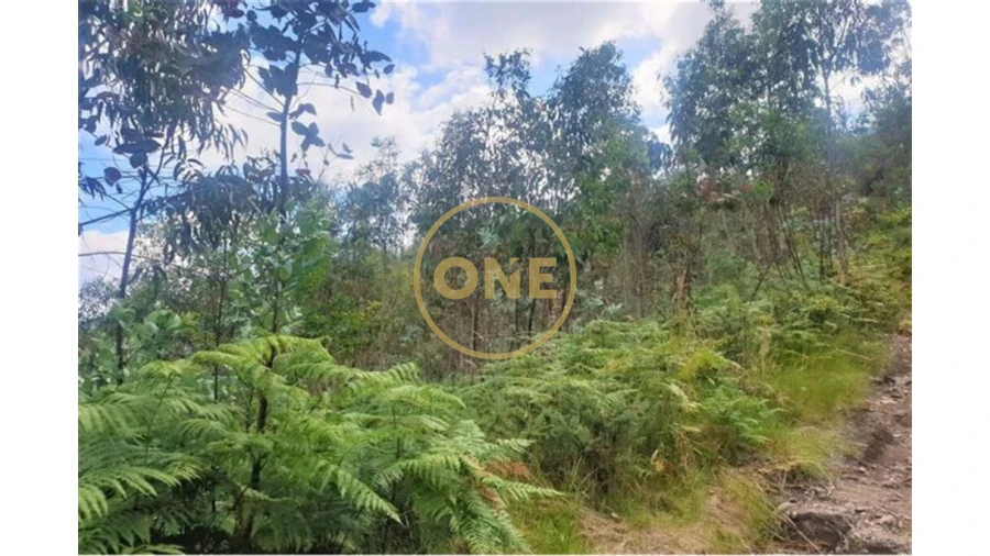 Terreno para Venda em Vale (São Martinho) Foto 3