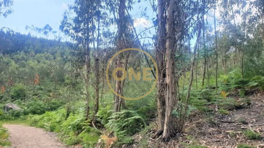 Terreno para Venda em Vale (São Martinho)