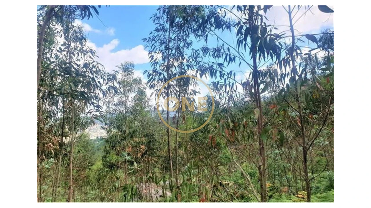 Terreno para Venda em Vale (São Martinho) Foto 4