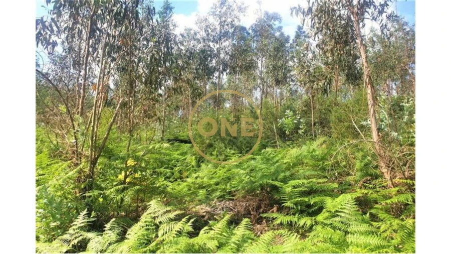 Terreno para Venda em Vale (São Martinho) Foto 3