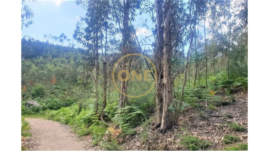 Terreno para Venda em Vale (São Martinho) Foto 5