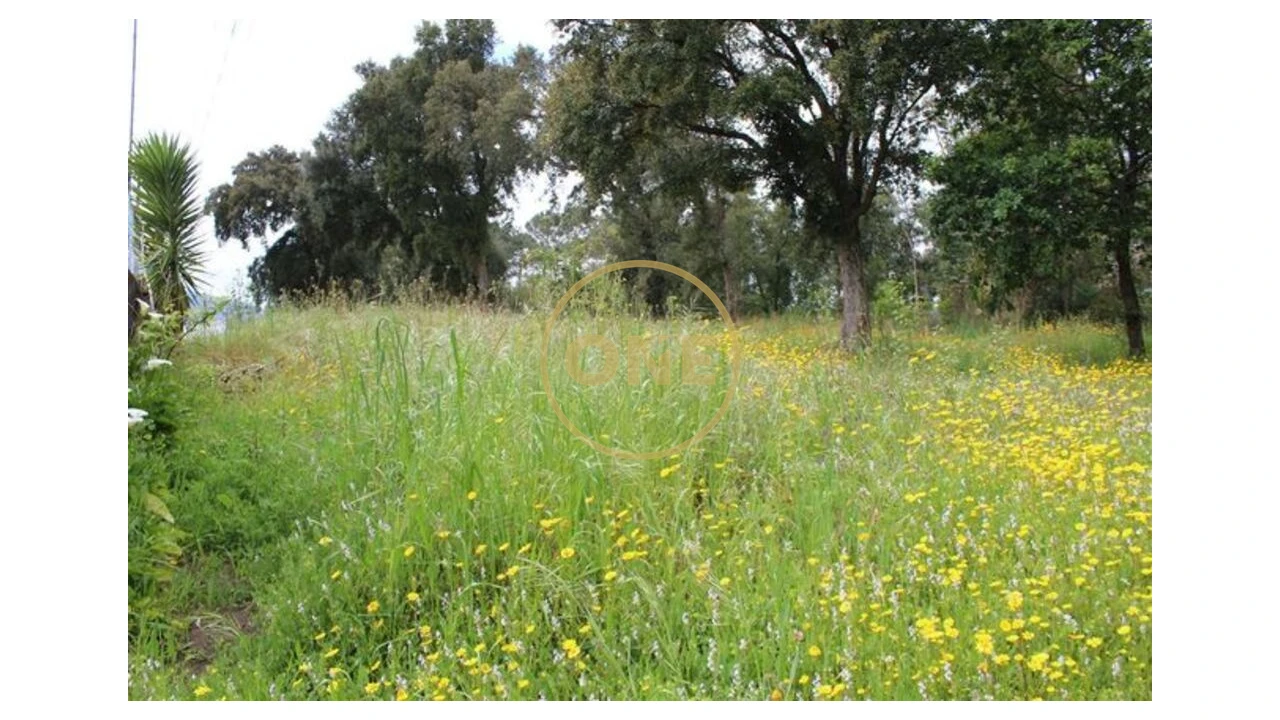 Terreno para Venda em Lemenhe, Mouquim e Jesufrei Foto 3