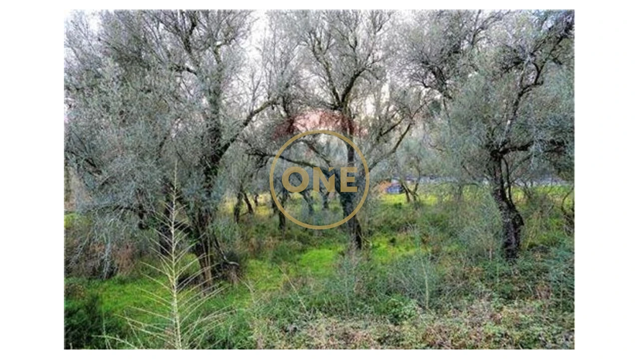 Terreno para Venda em Travassos Foto 2