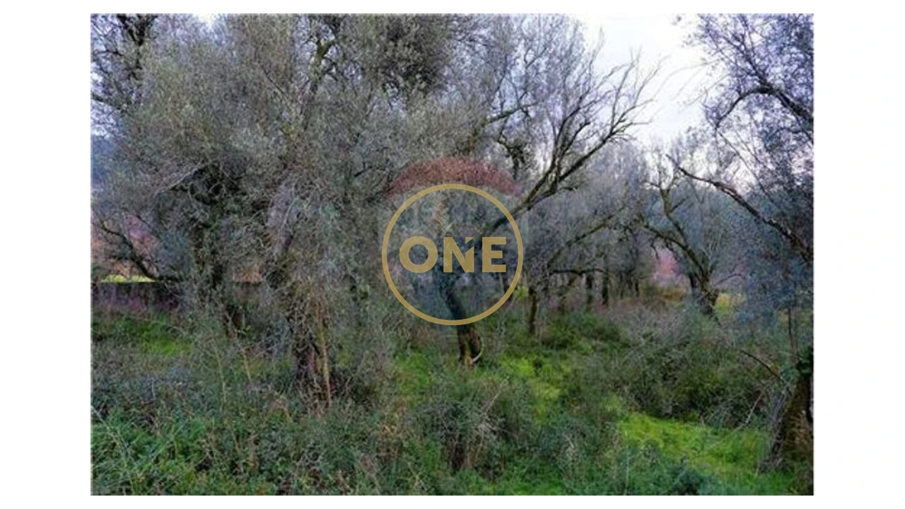 Terreno para Venda em Travassos Foto 5