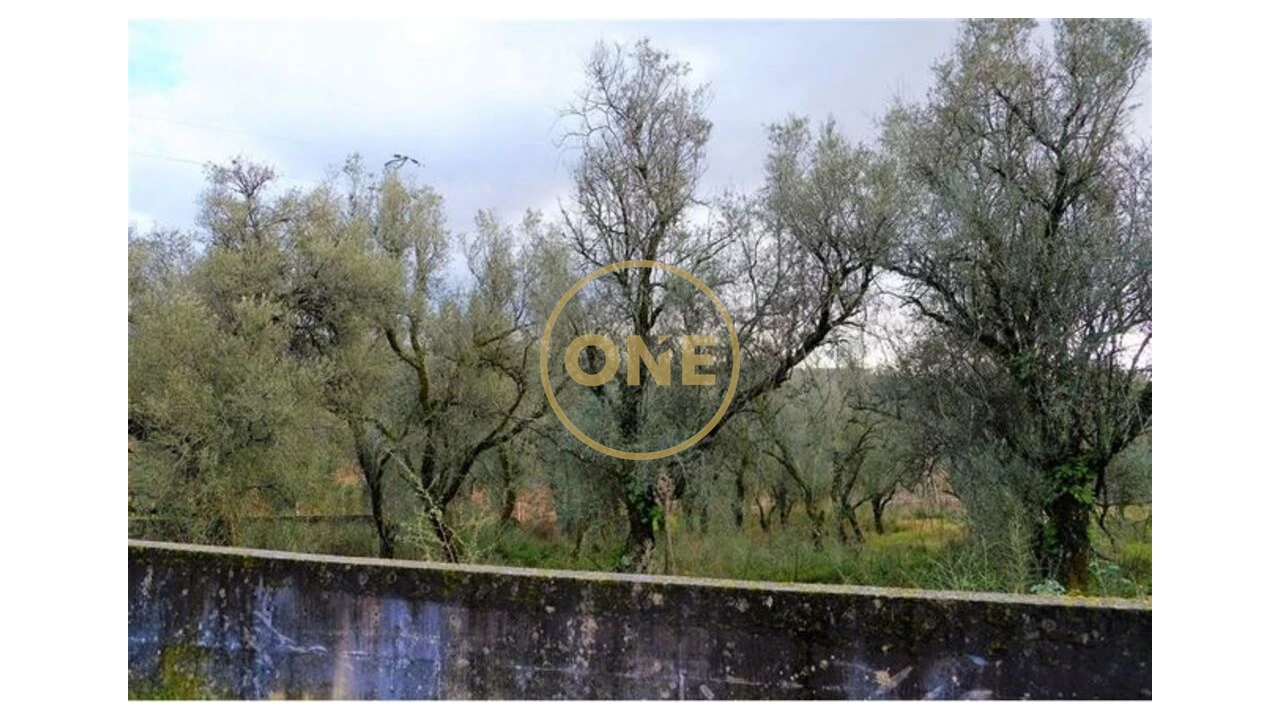 Terreno para Venda em Travassos Foto 8