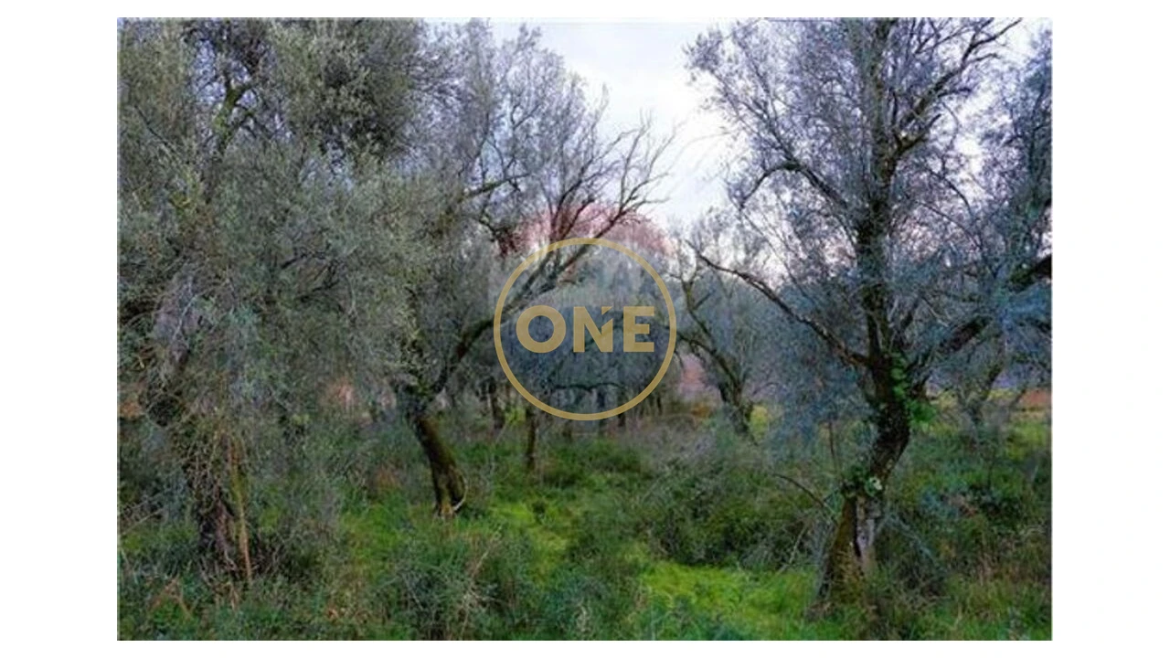 Terreno para Venda em Travassos Foto 6