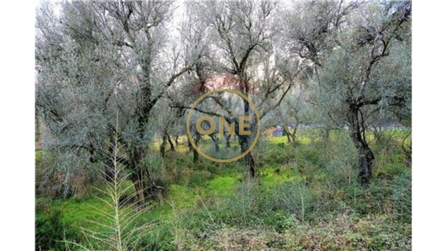 Terreno para Venda em Travassos Foto 2