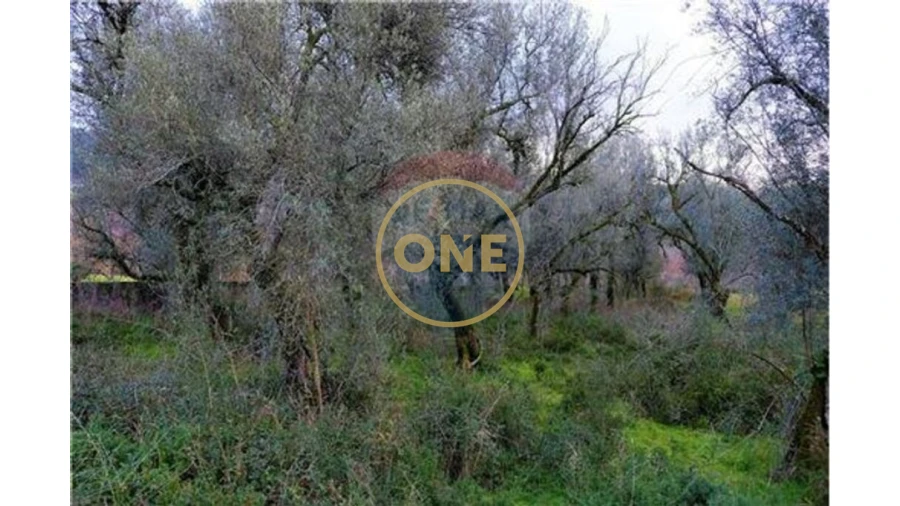 Terreno para Venda em Travassos Foto 5